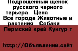 Подрощенный щенок русского черного терьера › Цена ­ 35 000 - Все города Животные и растения » Собаки   . Пермский край,Кунгур г.